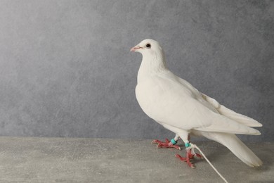 Photo of One beautiful white dove on grey table, space for text