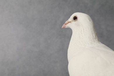 Photo of Beautiful white dove on grey background, space for text