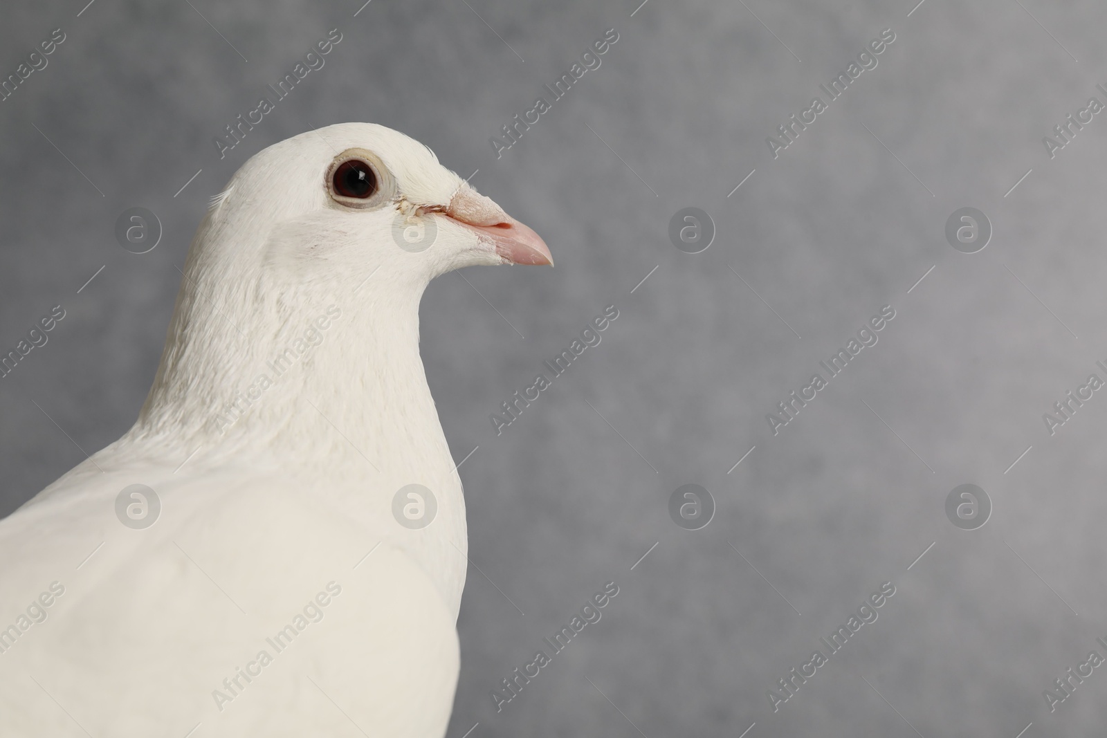 Photo of Beautiful white dove on grey background, space for text