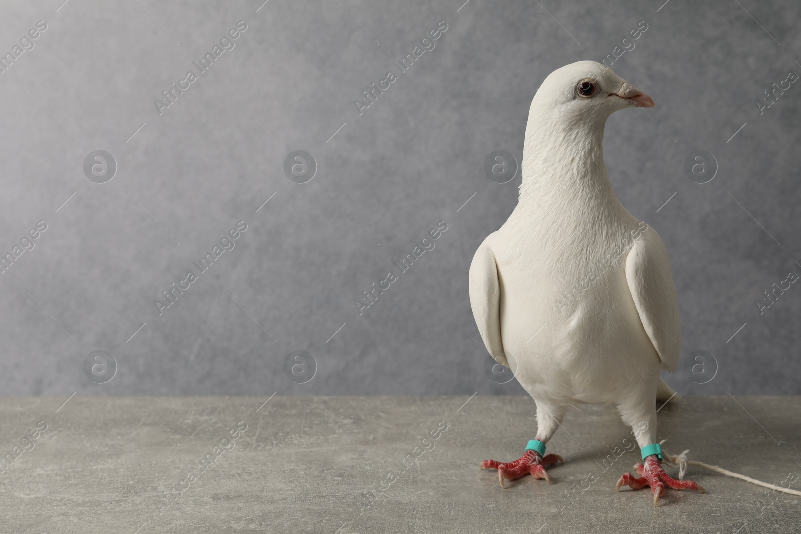 Photo of Beautiful white dove on grey table, space for text