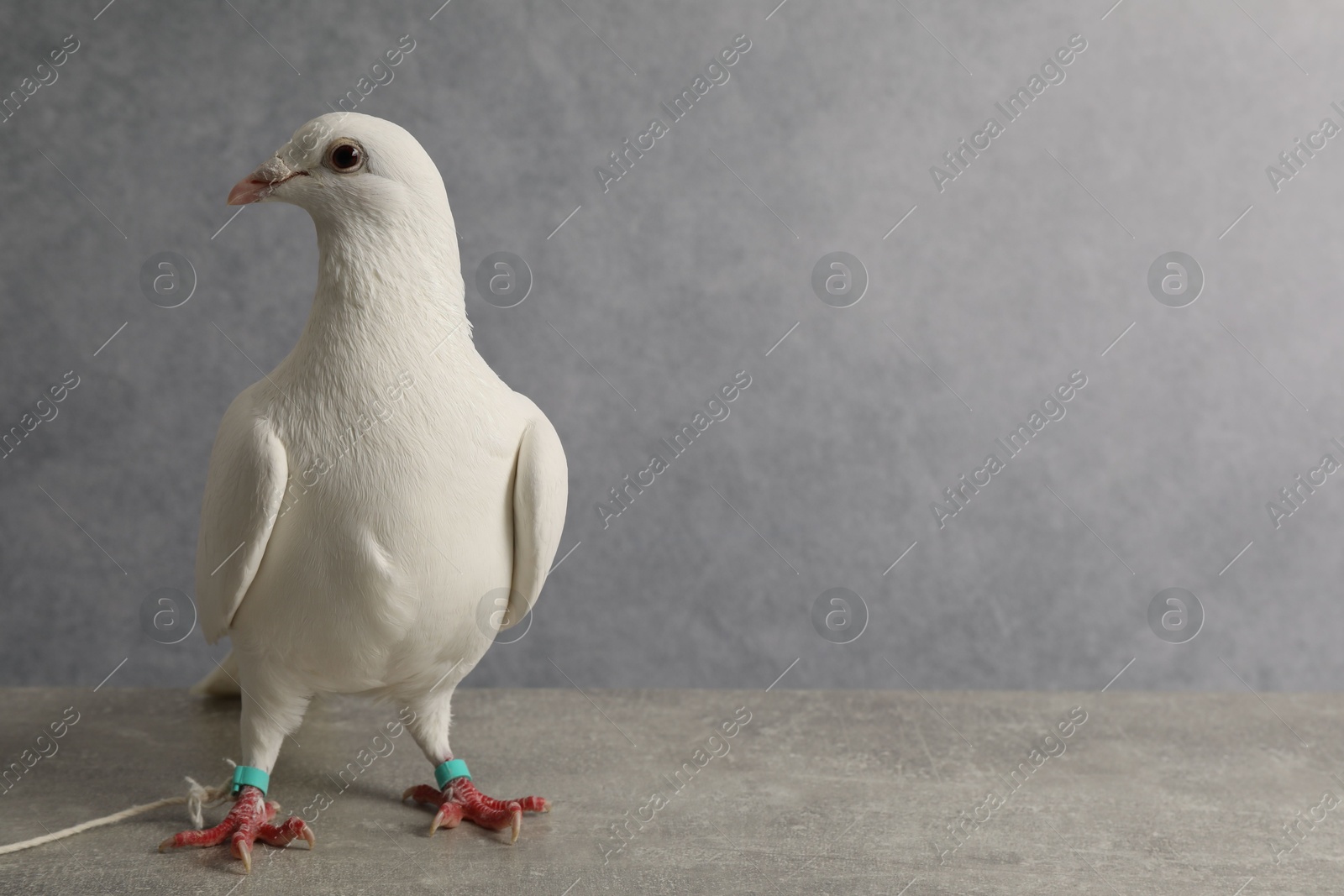 Photo of Beautiful white dove on grey table, space for text