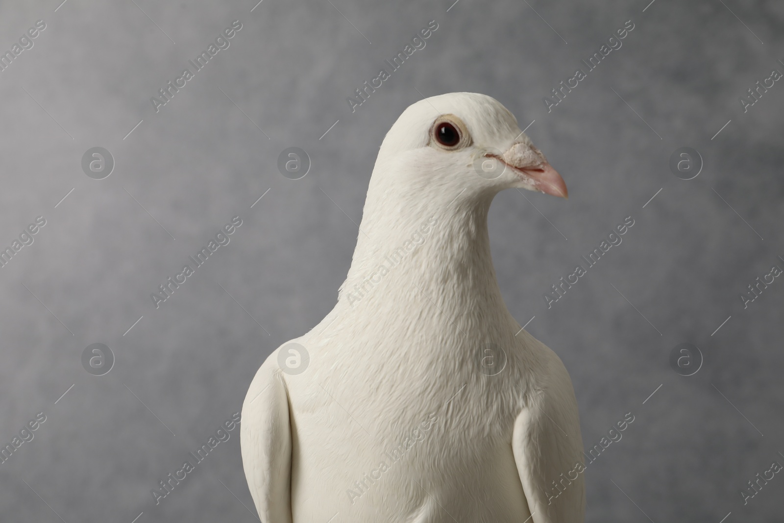 Photo of One beautiful white dove on grey background