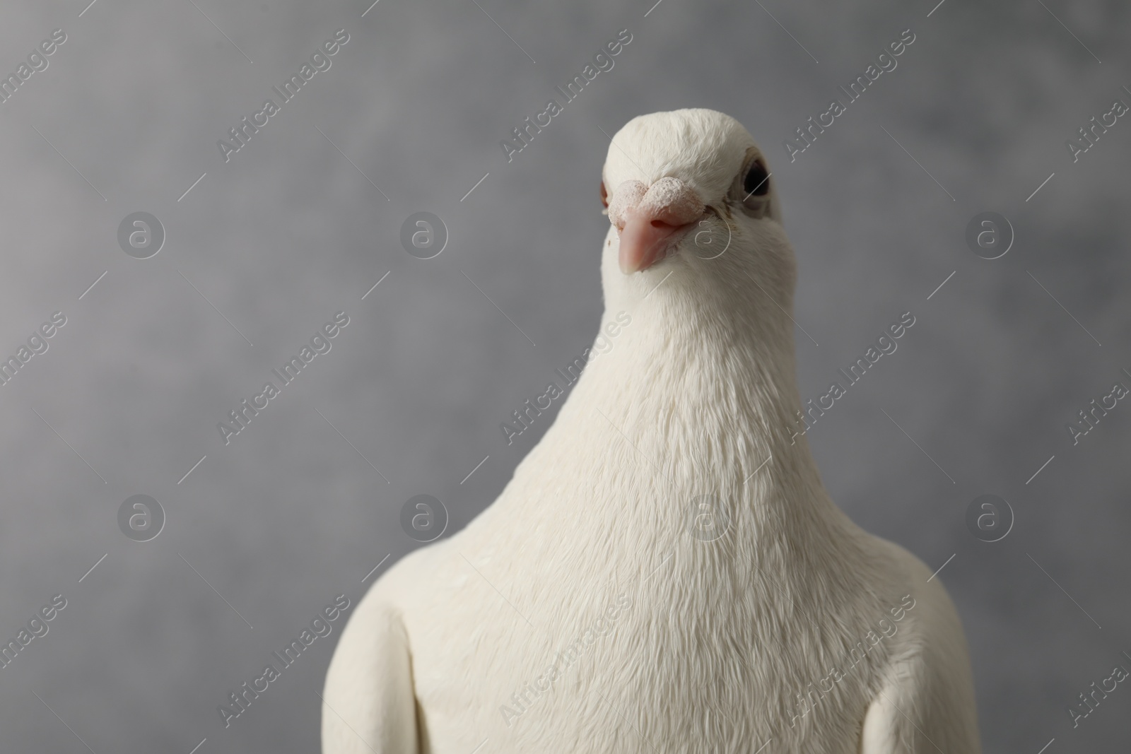 Photo of One beautiful white dove on grey background