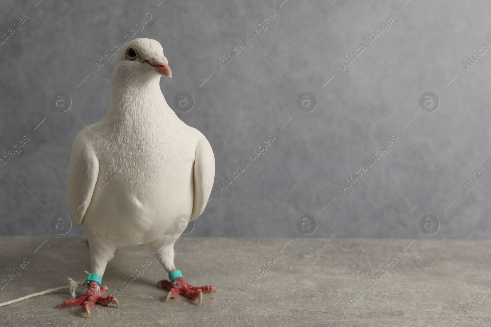 Photo of Beautiful white dove on grey table, space for text