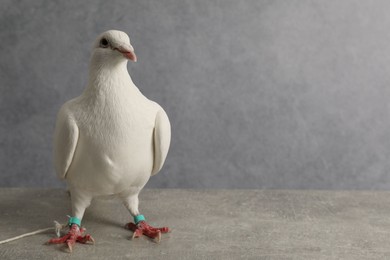 Photo of Beautiful white dove on grey table, space for text