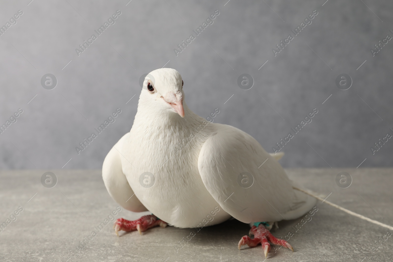 Photo of One beautiful white dove on grey table