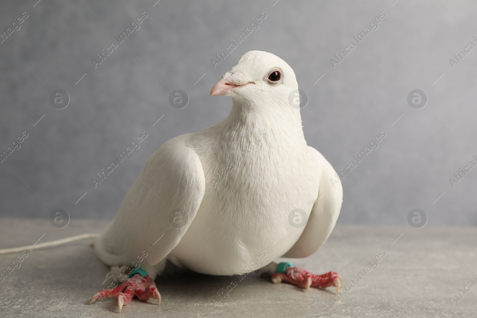 Photo of One beautiful white dove on grey table