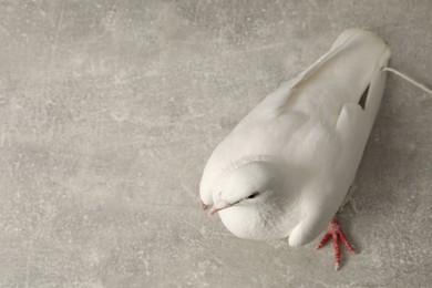 Photo of Beautiful white dove on grey table, top view. Space for text