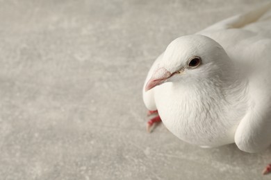 Photo of Beautiful white dove on grey table, space for text