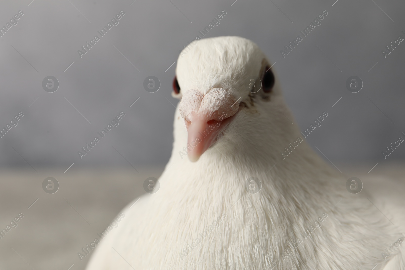 Photo of Beautiful white dove on blurred background, space for text