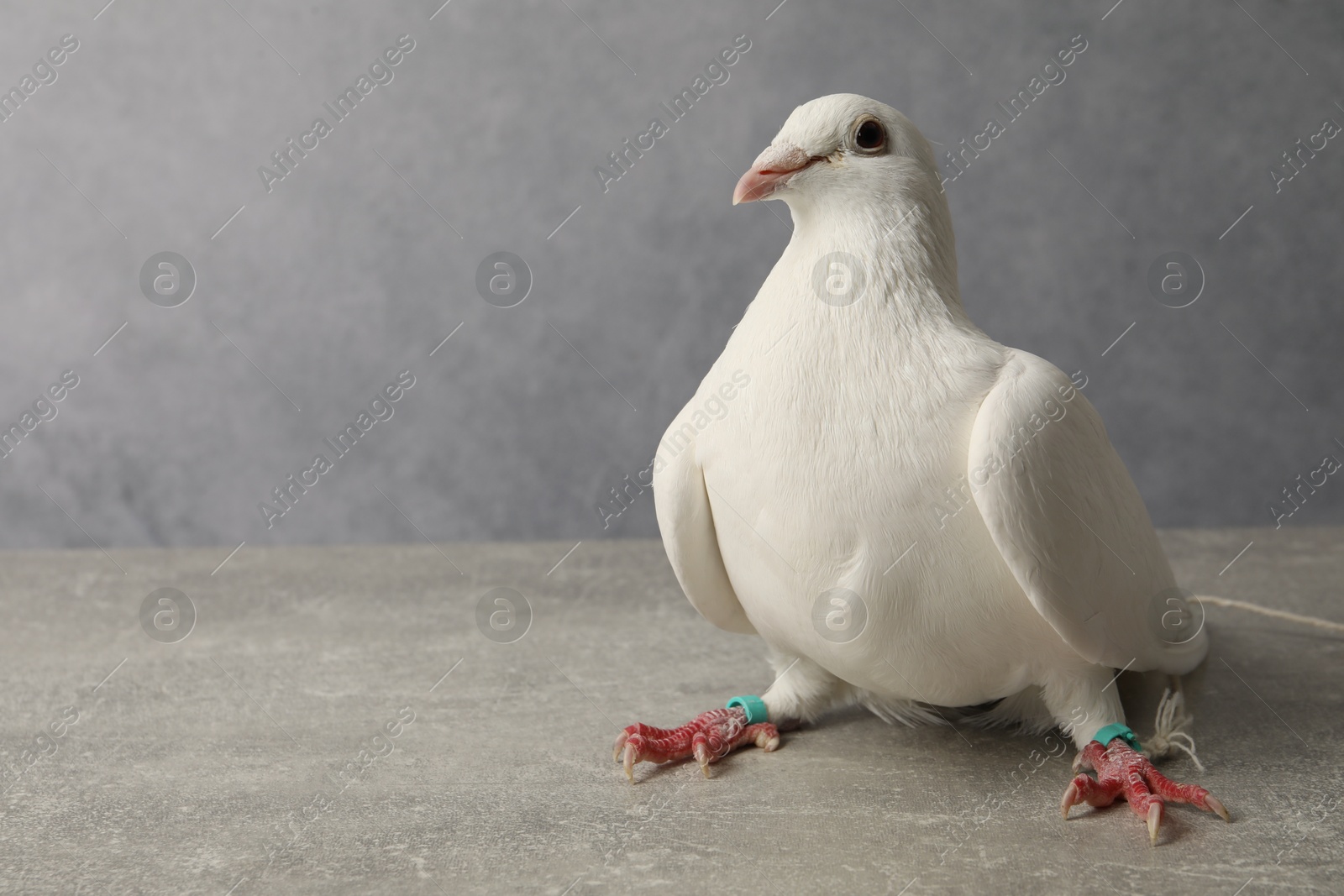 Photo of Beautiful white dove on grey table, space for text