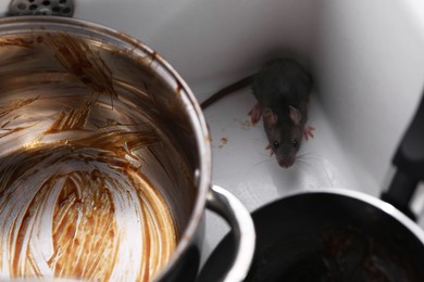 Photo of Grey rat and dirty kitchenware in sink. Pest control