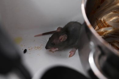 Photo of Grey rat and dirty kitchenware in sink. Pest control