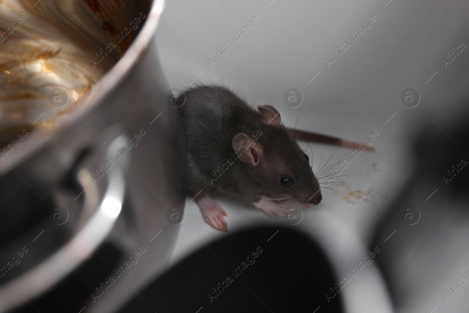 Photo of Grey rat and dirty kitchenware in sink. Pest control