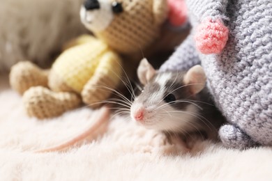 Photo of Adorable little rat and crocheted toys on faux fur, closeup