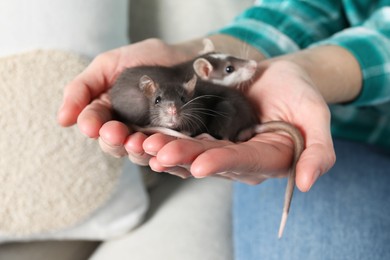 Photo of Woman with adorable little rats indoors, closeup