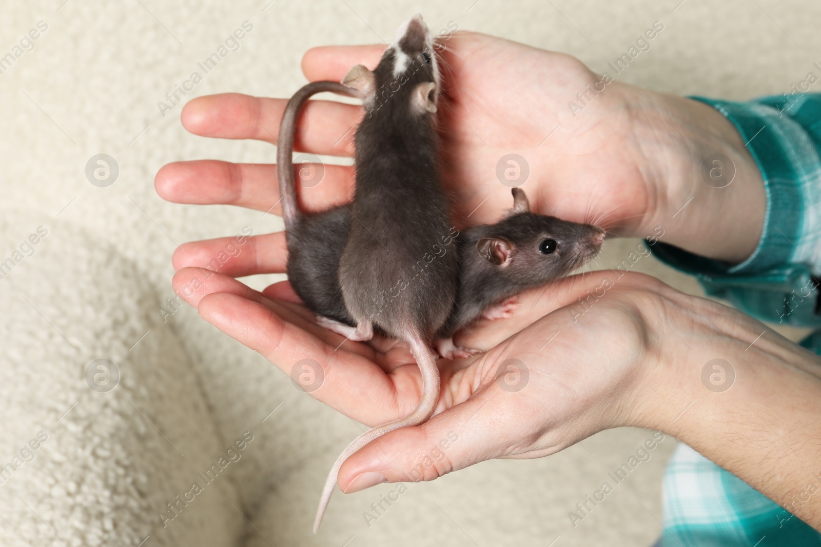 Photo of Woman with adorable little rats on sofa indoors, closeup