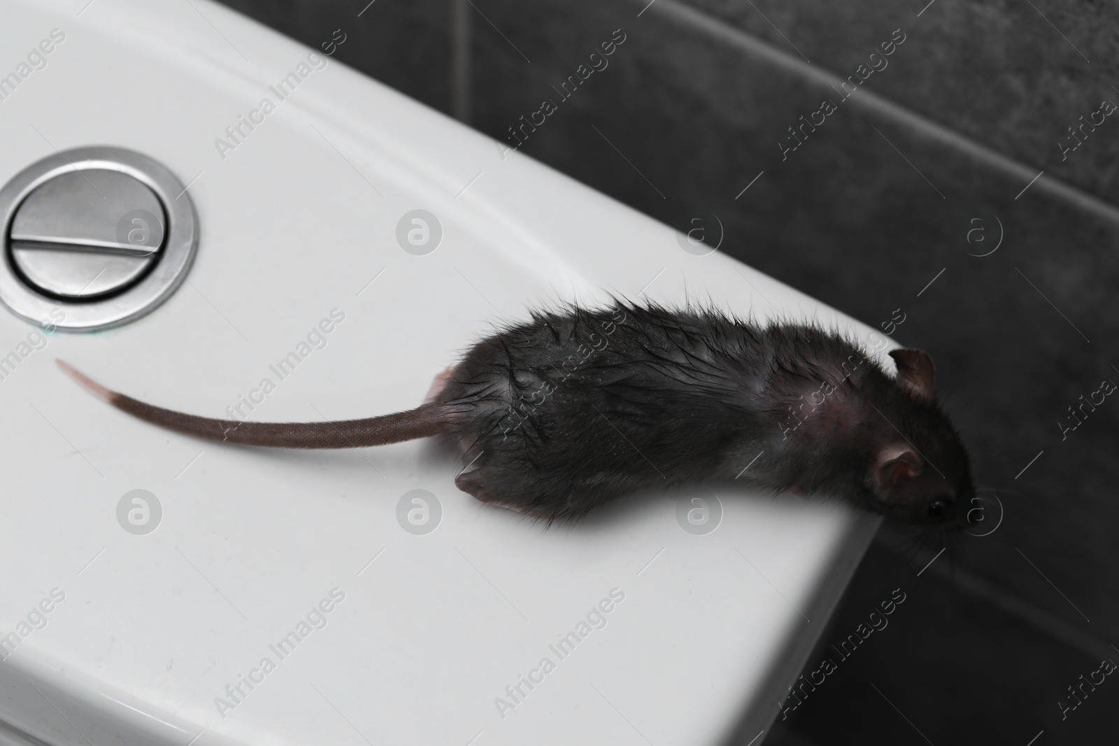 Photo of Rat on toilet bowl in bathroom, above view. Pest control