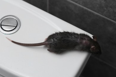 Rat on toilet bowl in bathroom, above view. Pest control