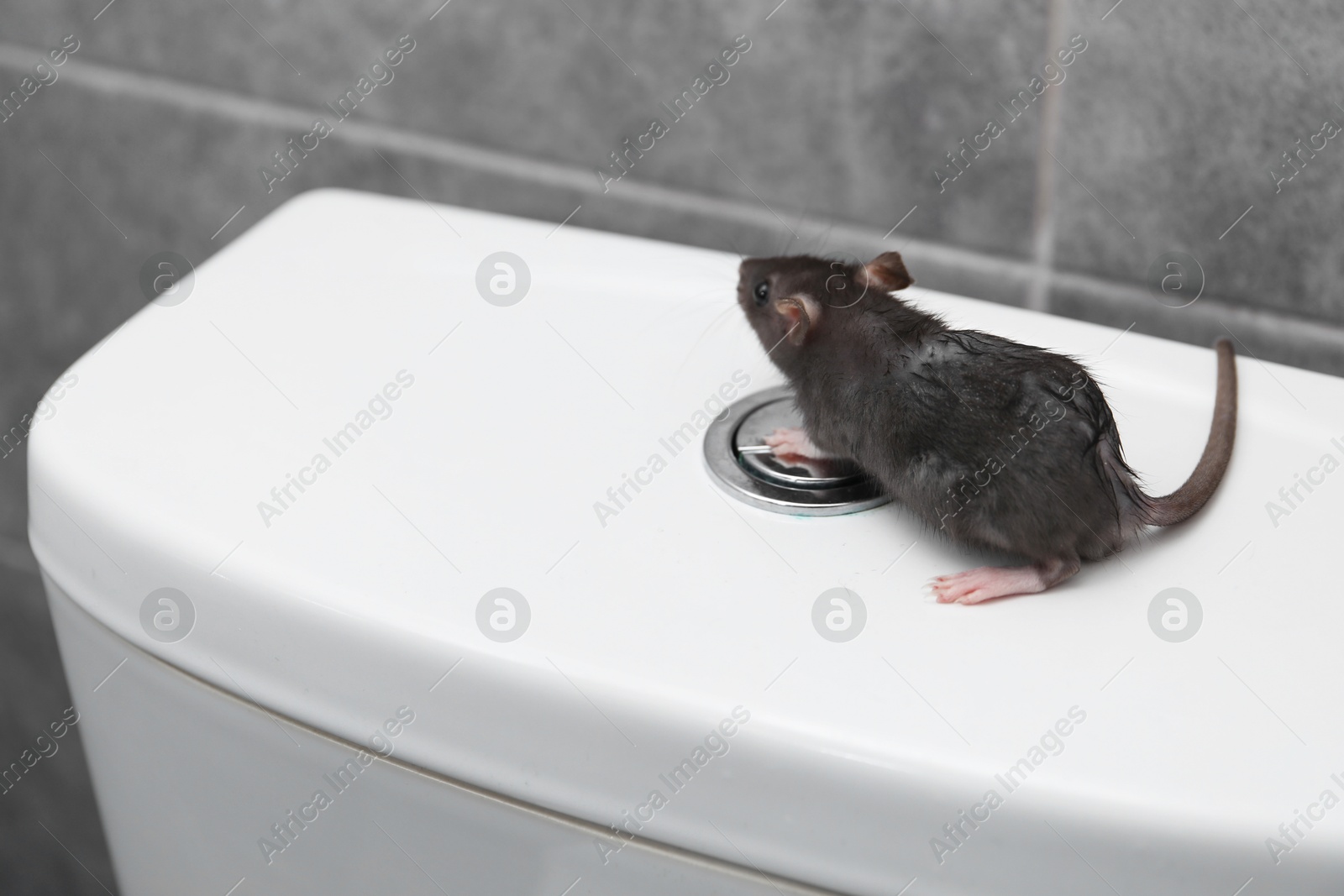 Photo of Rat on toilet bowl in bathroom. Pest control