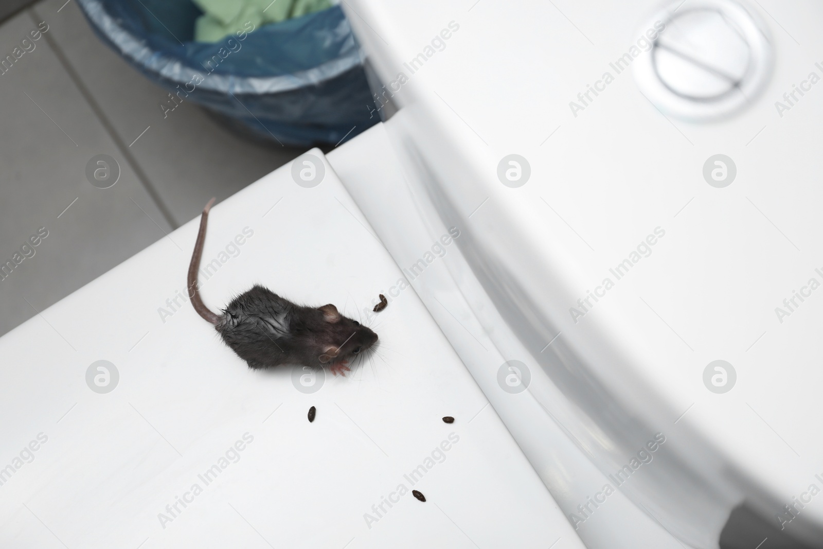 Photo of Rat and droppings on toilet bowl in bathroom, top view. Pest control