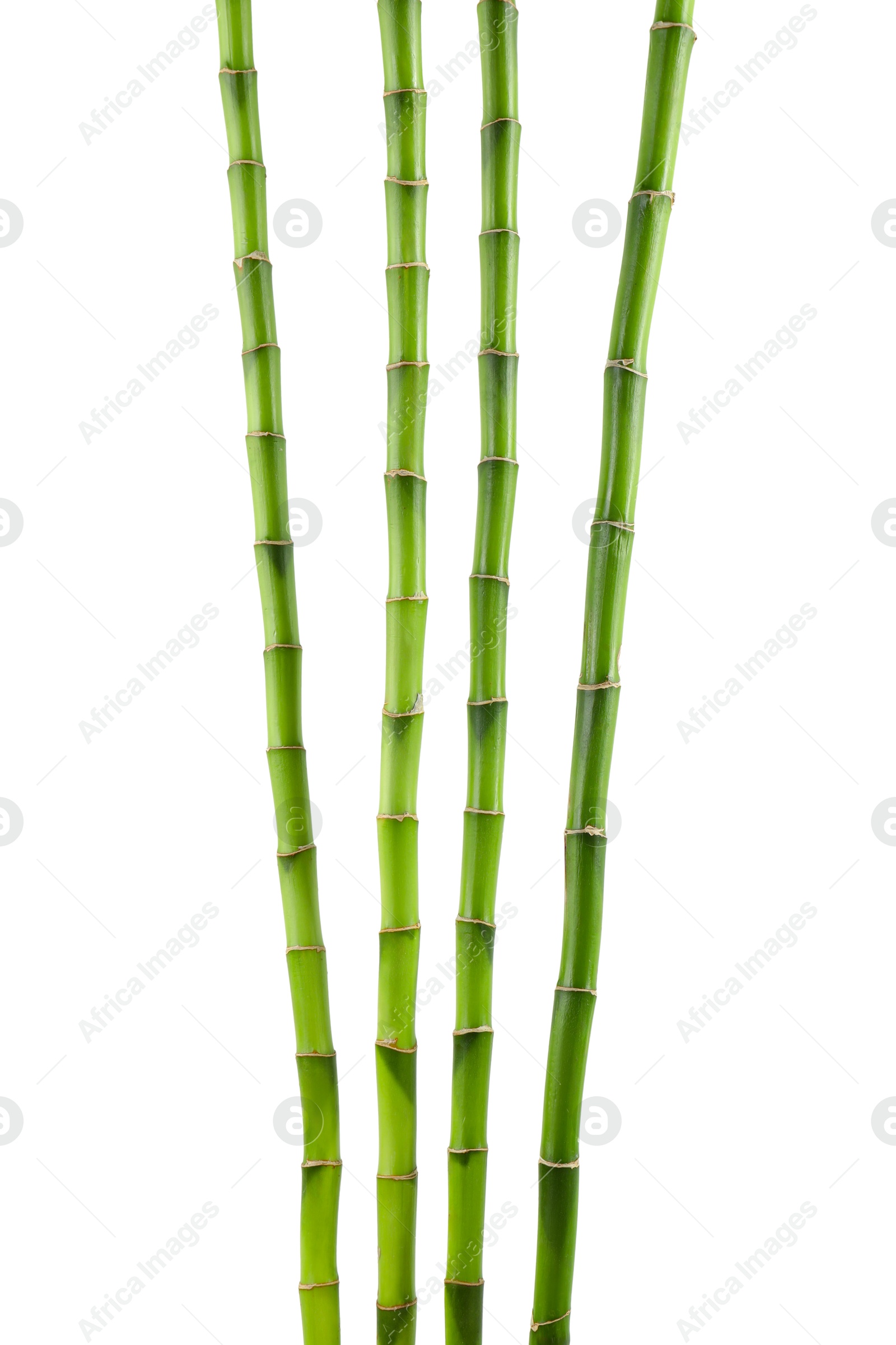 Photo of Decorative green bamboo stems isolated on white