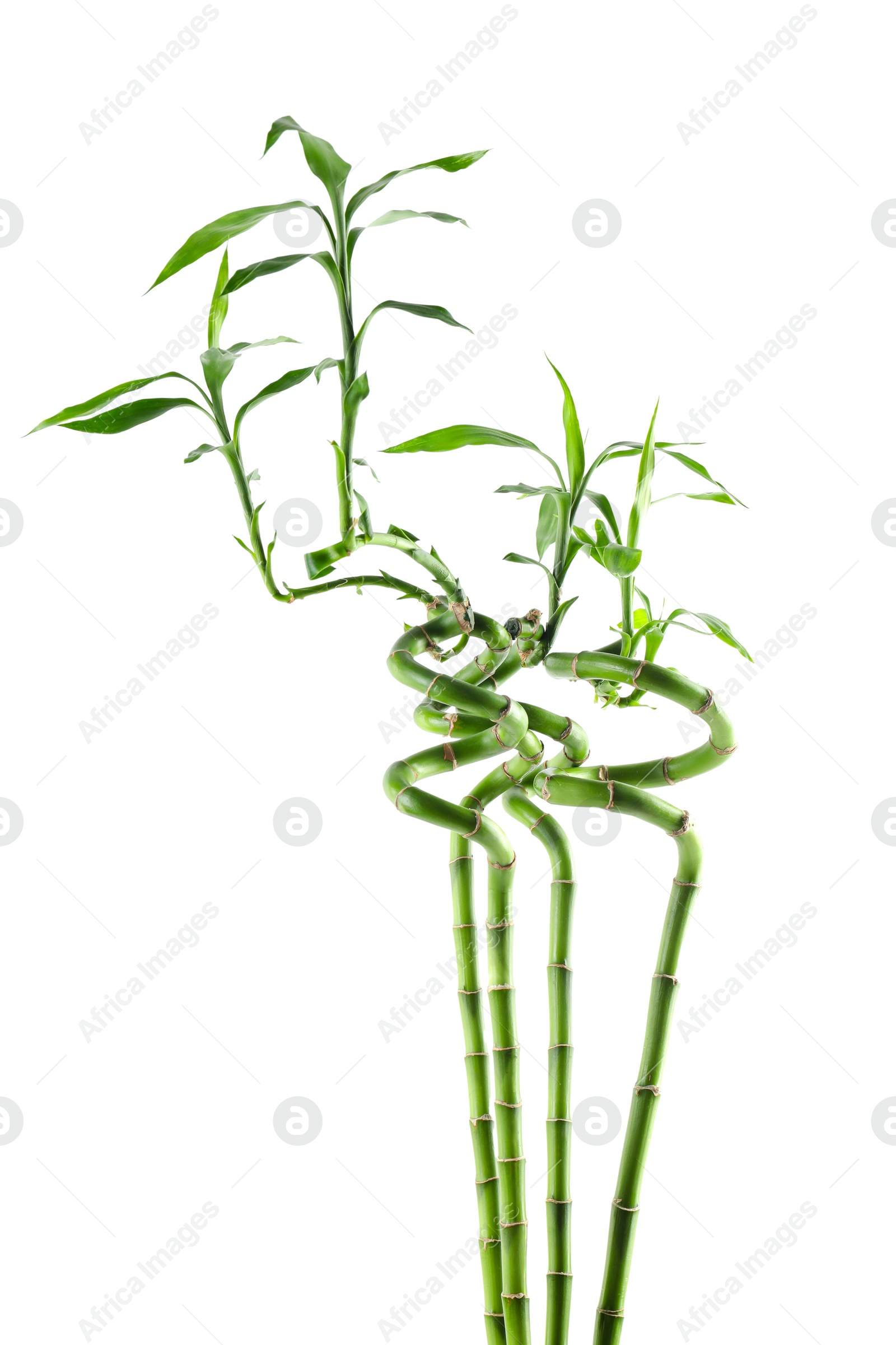 Photo of Beautiful green bamboo stems isolated on white