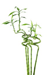 Beautiful green bamboo stems isolated on white