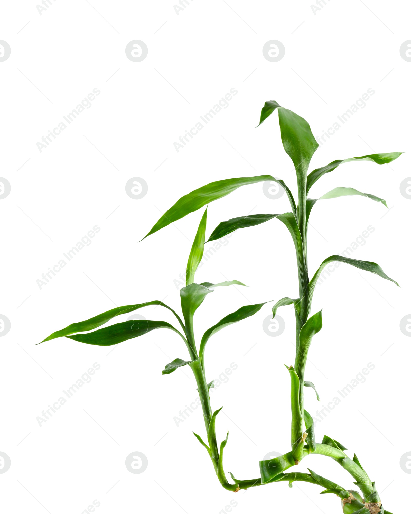 Photo of Beautiful green bamboo stems isolated on white