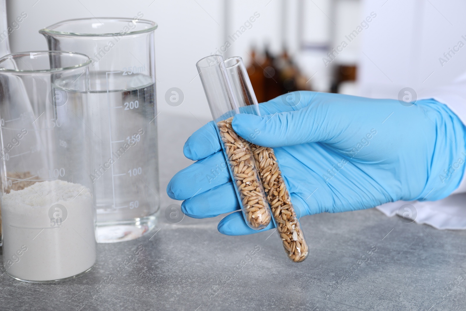 Photo of Laboratory testing. Scientist pouring holding test tubes with oat grains at grey table indoors, closeup