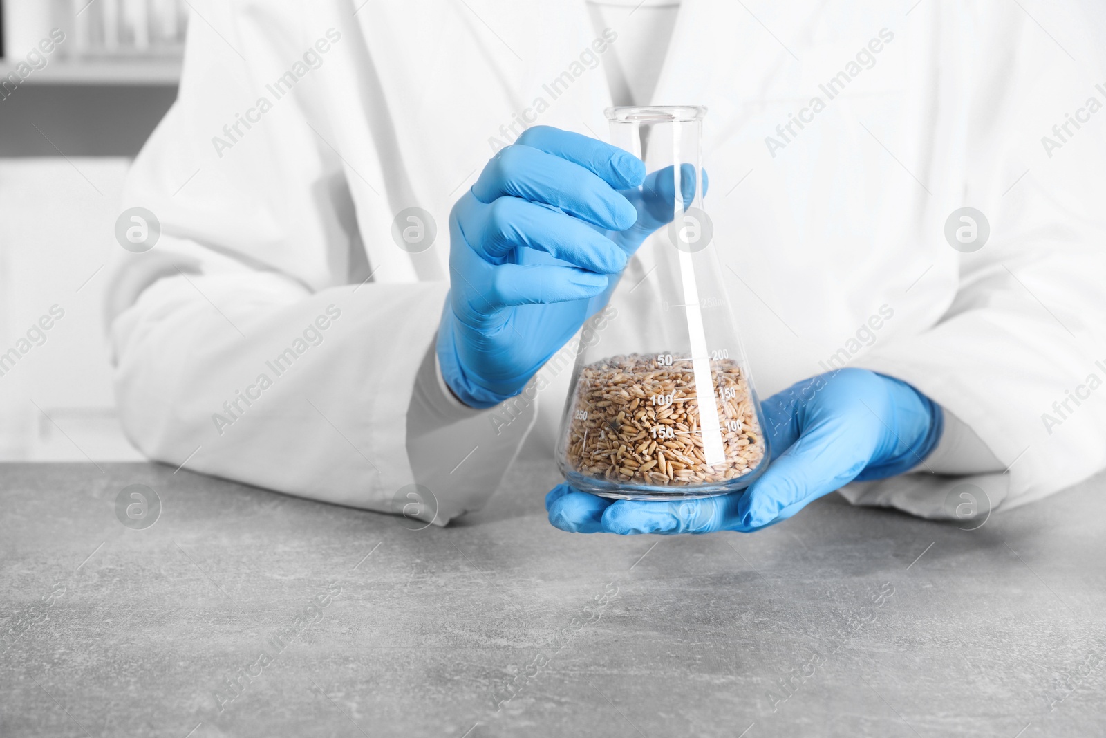 Photo of Laboratory testing. Scientist holding flask with oat grains at grey table indoors, closeup