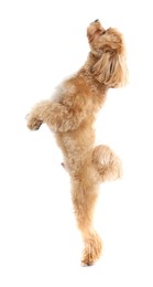 Photo of Cute Maltipoo dog on white background. Lovely pet