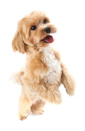 Photo of Cute Maltipoo dog on white background. Lovely pet