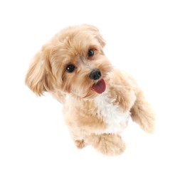 Photo of Cute Maltipoo dog on white background, top view. Lovely pet