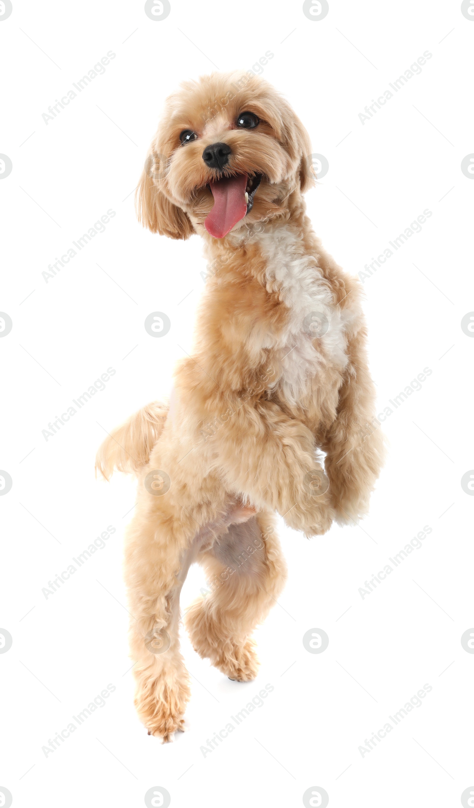 Photo of Cute Maltipoo dog on white background. Lovely pet