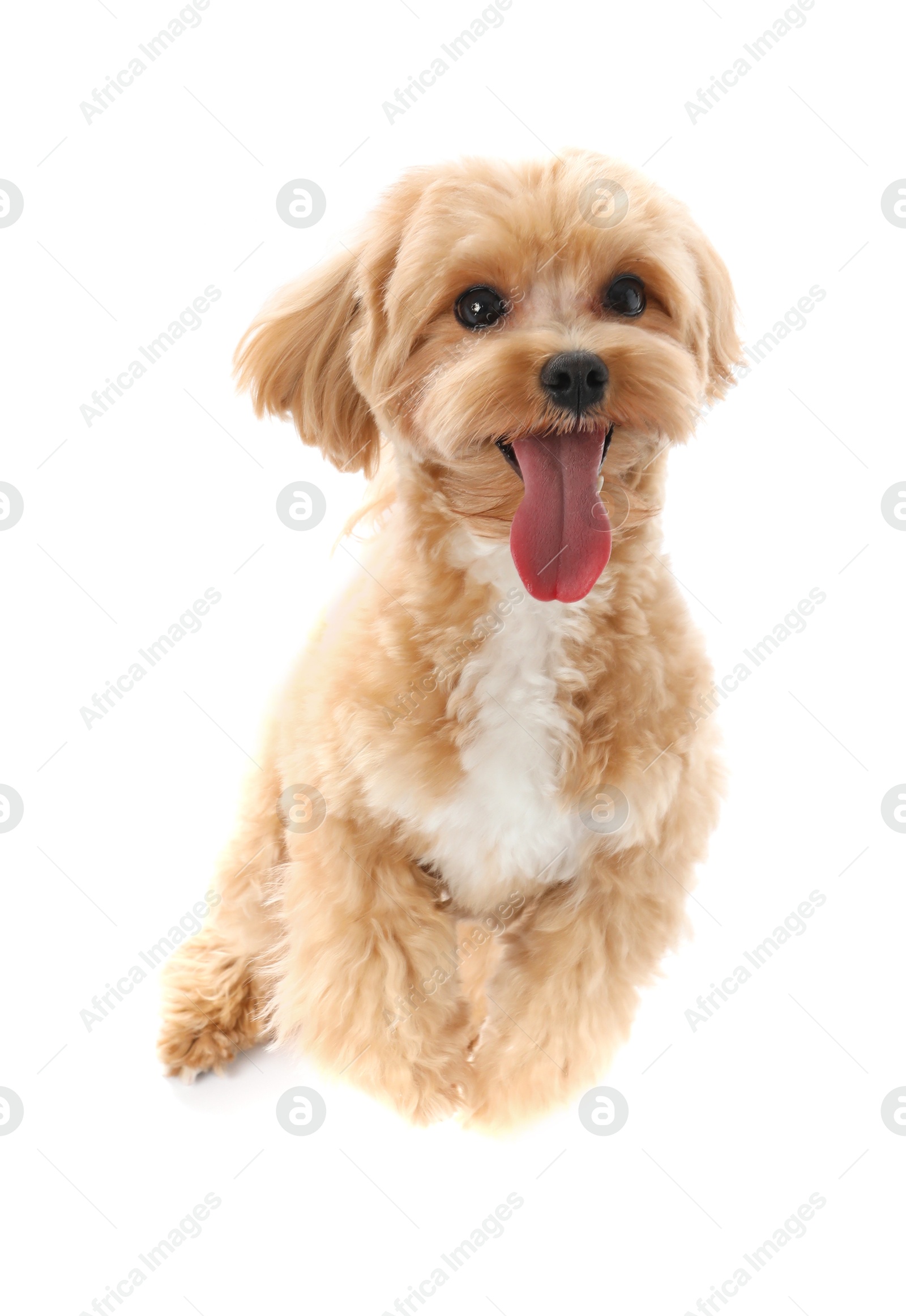 Photo of Cute Maltipoo dog on white background. Lovely pet