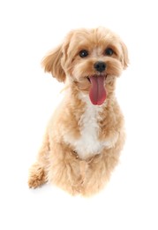 Photo of Cute Maltipoo dog on white background. Lovely pet