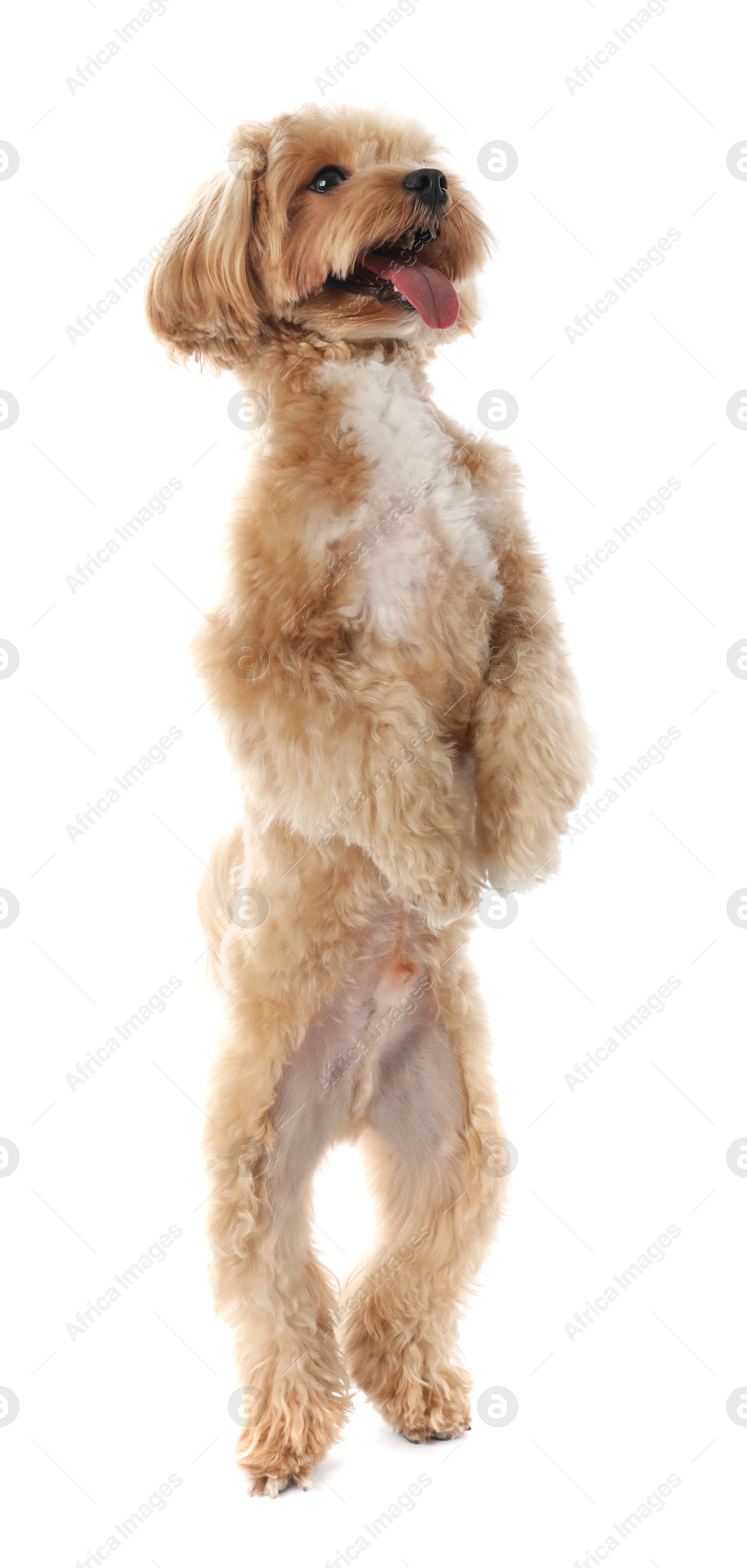 Photo of Cute Maltipoo dog on white background. Lovely pet