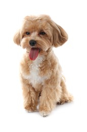 Photo of Cute Maltipoo dog on white background. Lovely pet