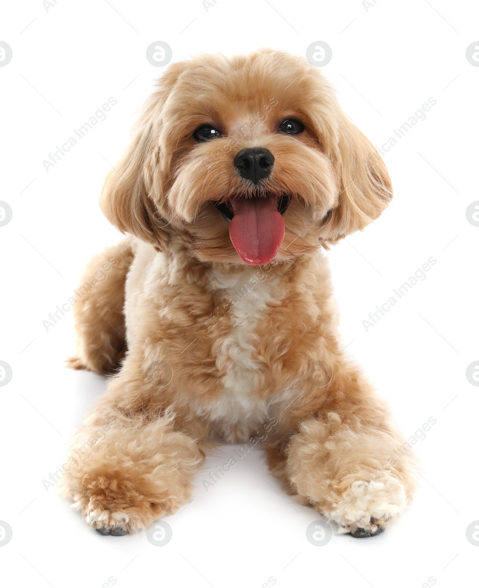 Photo of Cute Maltipoo dog on white background. Lovely pet