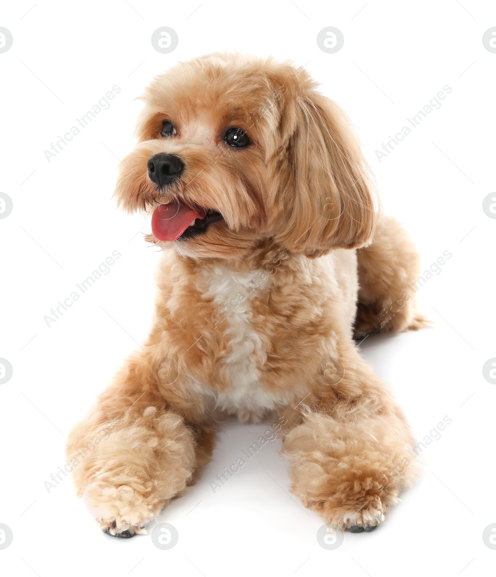 Photo of Cute Maltipoo dog on white background. Lovely pet