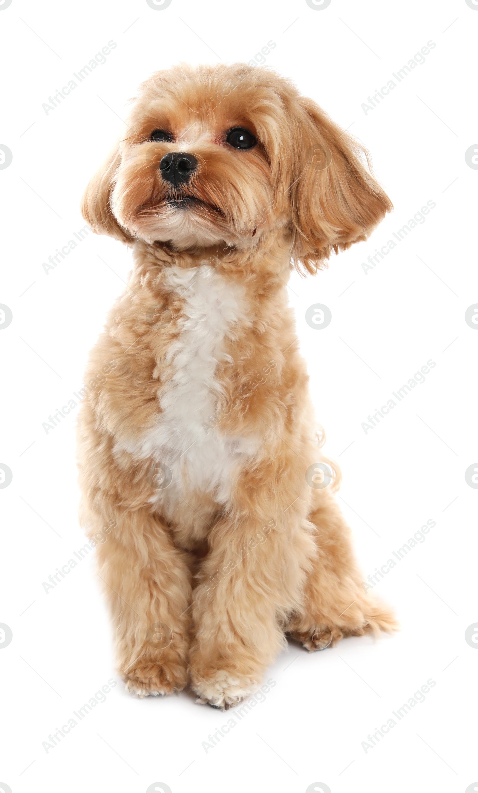 Cute Maltipoo dog on white background. Lovely pet Photo of Cute Maltipoo dog on white background. Lovely pet