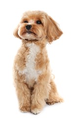 Photo of Cute Maltipoo dog on white background. Lovely pet