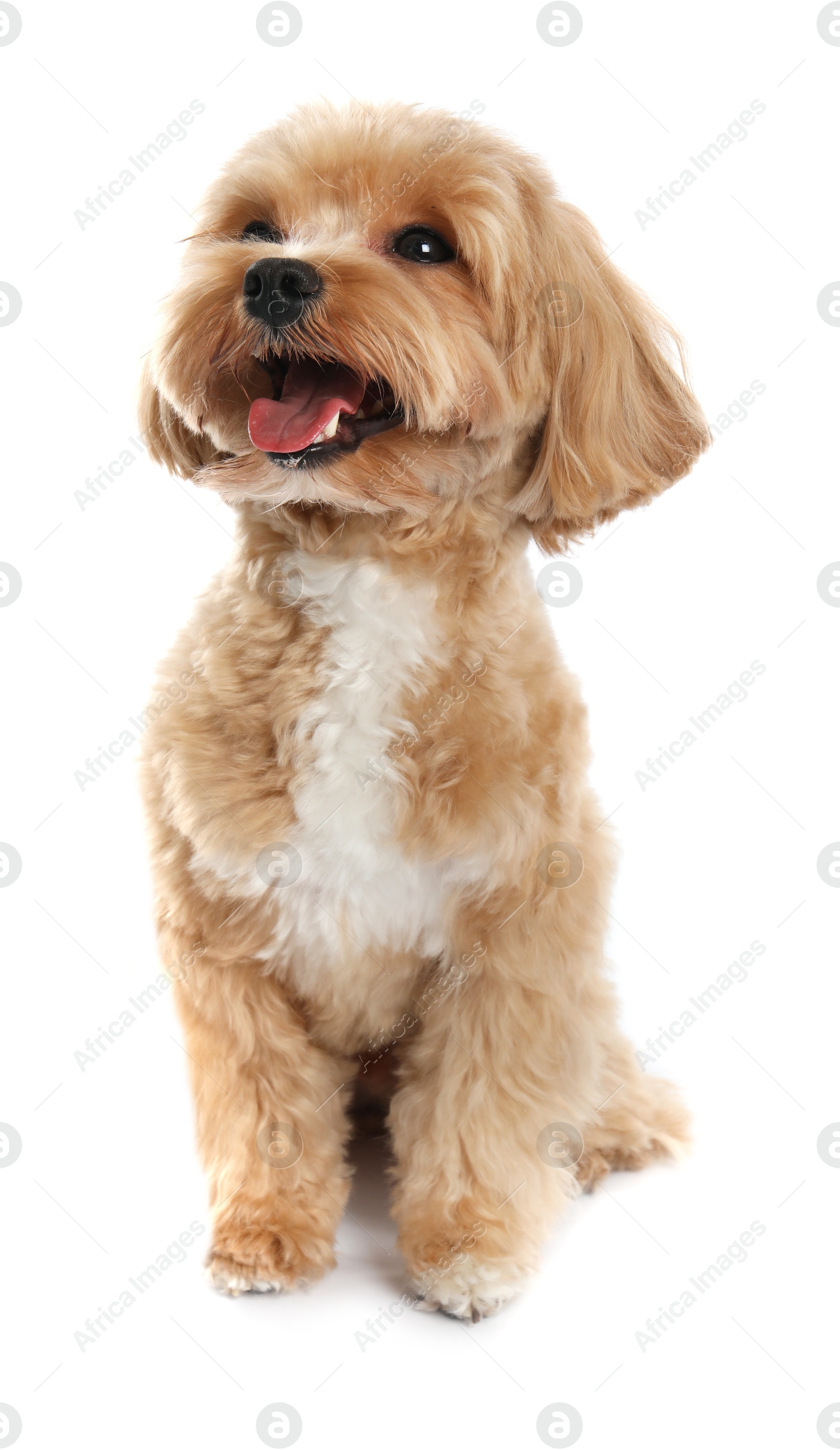 Photo of Cute Maltipoo dog on white background. Lovely pet