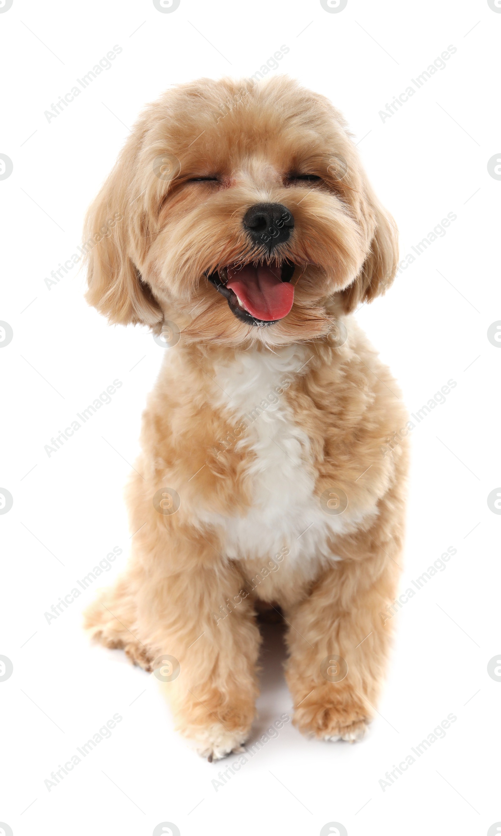 Photo of Cute Maltipoo dog on white background. Lovely pet