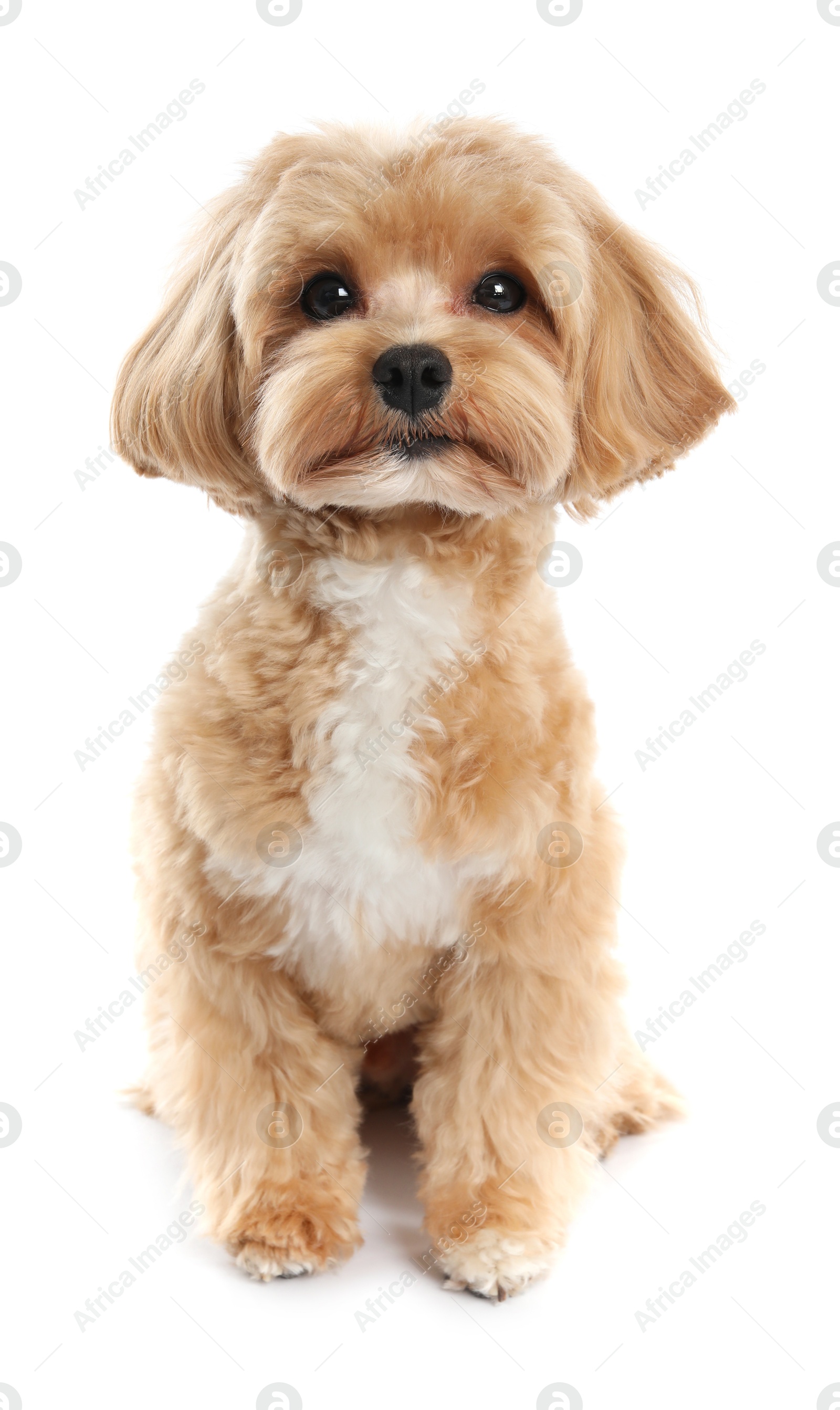 Photo of Cute Maltipoo dog on white background. Lovely pet