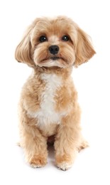 Photo of Cute Maltipoo dog on white background. Lovely pet