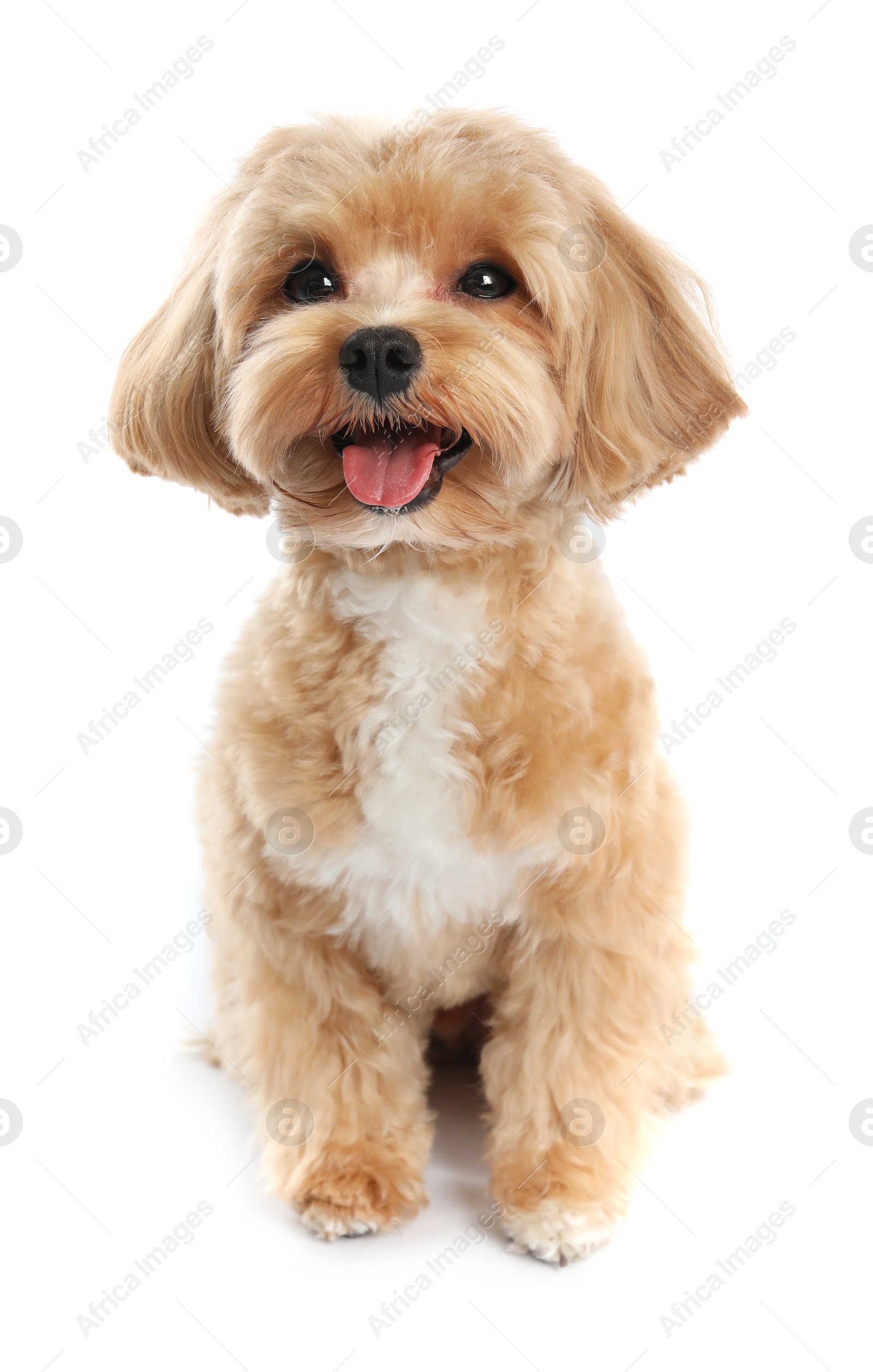 Cute Maltipoo dog on white background. Lovely pet Photo of Cute Maltipoo dog on white background. Lovely pet