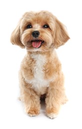 Photo of Cute Maltipoo dog on white background. Lovely pet