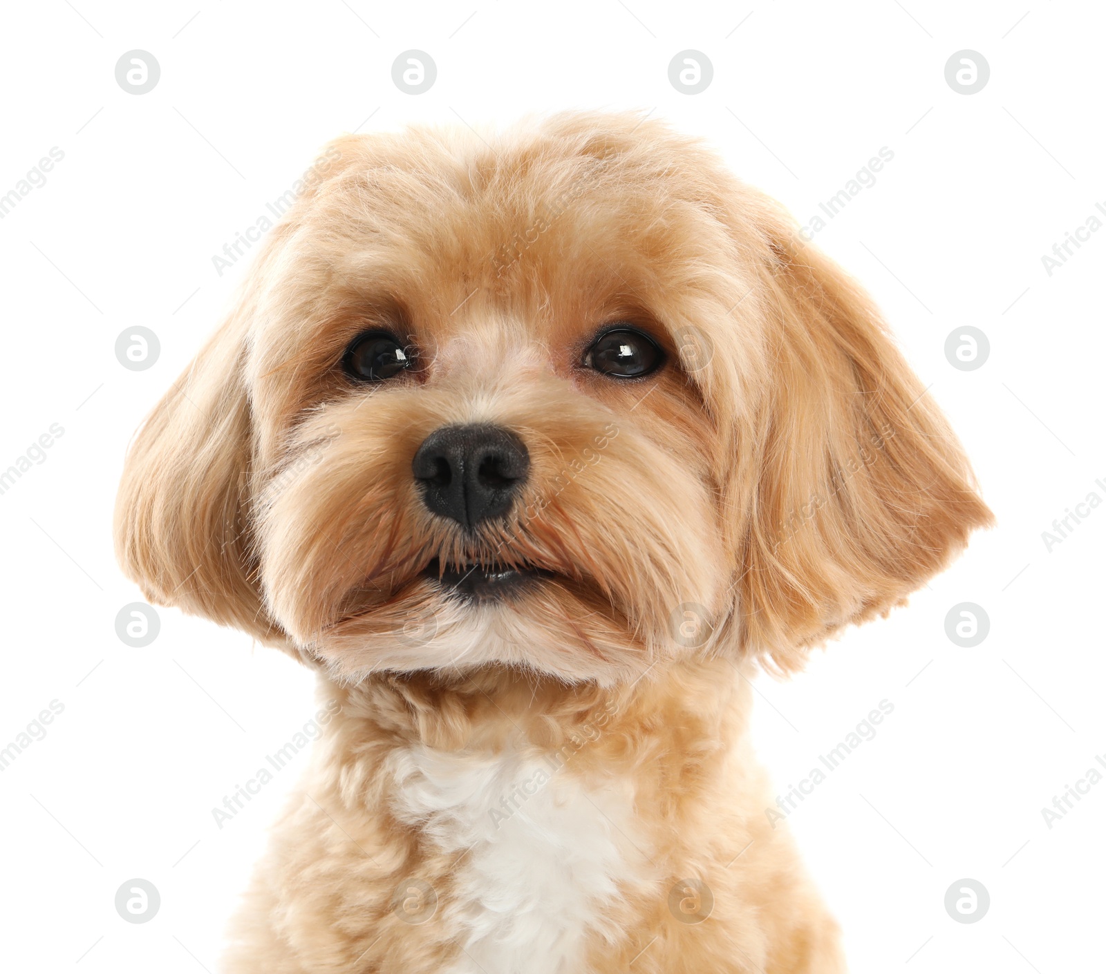 Photo of Cute Maltipoo dog on white background. Lovely pet